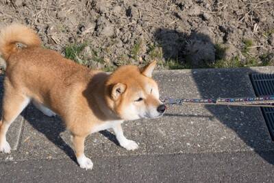犬が『動物病院』を嫌いになってしまう原因4つ　苦手な場所だと認識させないためにできることとは？