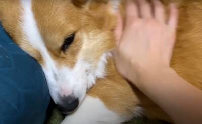 朝5時に起きたら…『絶対にお見送りをかかさない犬』の健気な姿に93万再生の大反響「眠いのにえらい」「お兄ちゃん塩対応で草」