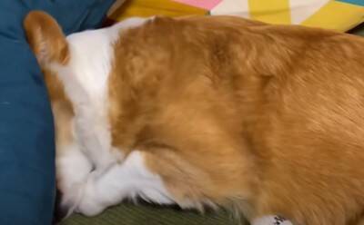 朝5時に起きたら…『絶対にお見送りをかかさない犬』の健気な姿に93万再生の大反響「眠いのにえらい」「お兄ちゃん塩対応で草」