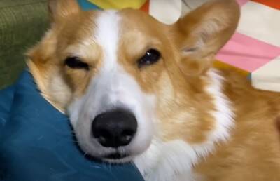 朝5時に起きたら…『絶対にお見送りをかかさない犬』の健気な姿に93万再生の大反響「眠いのにえらい」「お兄ちゃん塩対応で草」