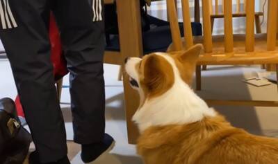 朝5時に起きたら…『絶対にお見送りをかかさない犬』の健気な姿に93万再生の大反響「眠いのにえらい」「お兄ちゃん塩対応で草」