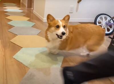 朝5時に起きたら…『絶対にお見送りをかかさない犬』の健気な姿に93万再生の大反響「眠いのにえらい」「お兄ちゃん塩対応で草」