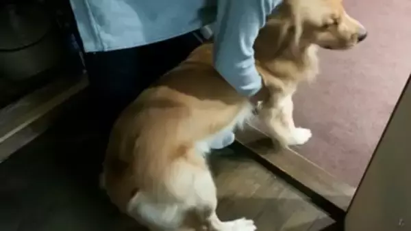 大型犬に『留守番』お願いした結果…まるでこの世の終わりかのような姿が可愛すぎると316万再生「なんて愛おしい」「表情おもしろ笑」