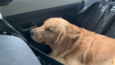 大型犬に『留守番』お願いした結果…まるでこの世の終わりかのような姿が可愛すぎると316万再生「なんて愛おしい」「表情おもしろ笑」