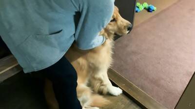 大型犬に『留守番』お願いした結果…まるでこの世の終わりかのような姿が可愛すぎると316万再生「なんて愛おしい」「表情おもしろ笑」