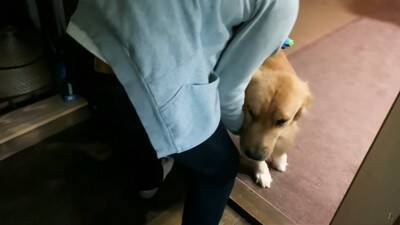 大型犬に『留守番』お願いした結果…まるでこの世の終わりかのような姿が可愛すぎると316万再生「なんて愛おしい」「表情おもしろ笑」