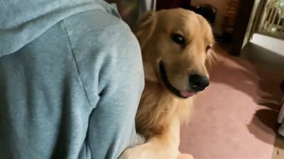 大型犬に『留守番』お願いした結果…まるでこの世の終わりかのような姿が可愛すぎると316万再生「なんて愛おしい」「表情おもしろ笑」