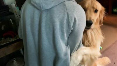 大型犬に『留守番』お願いした結果…まるでこの世の終わりかのような姿が可愛すぎると316万再生「なんて愛おしい」「表情おもしろ笑」