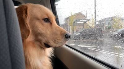 大型犬に『留守番』お願いした結果…まるでこの世の終わりかのような姿が可愛すぎると316万再生「なんて愛おしい」「表情おもしろ笑」