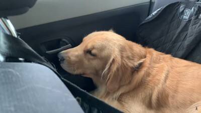 大型犬に『留守番』お願いした結果…まるでこの世の終わりかのような姿が可愛すぎると316万再生「なんて愛おしい」「表情おもしろ笑」