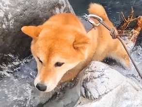 ２匹の犬を沢登りに連れて行った結果→けわしい道のりなのに…運動神経バツグンな『まさかの光景』が16万再生「ぐんぐん進んでたくましすぎ」