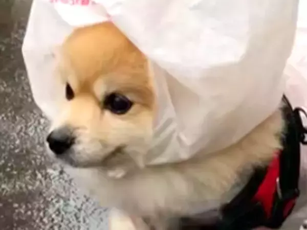 老犬と雨の日にお散歩→思わず二度見してしまう『まさかの対策』が215万再生「片足諦めてて草」「給食当番みたいｗ」「頼むから近所にいて」