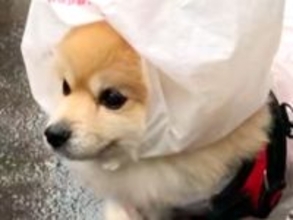 老犬と雨の日にお散歩→思わず二度見してしまう『まさかの対策』が215万再生「片足諦めてて草」「給食当番みたいｗ」「頼むから近所にいて」