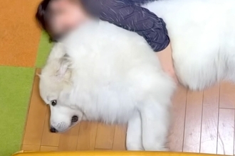 超大型犬が『家族に愛され過ぎた』結果→『まさかの役割』が羨ましすぎると601万再生の大反響「ほんと人間みたい」「安心なんだね」と絶賛続々