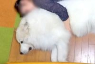 超大型犬が『家族に愛され過ぎた』結果→『まさかの役割』が羨ましすぎると601万再生の大反響「ほんと人間みたい」「安心なんだね」と絶賛続々