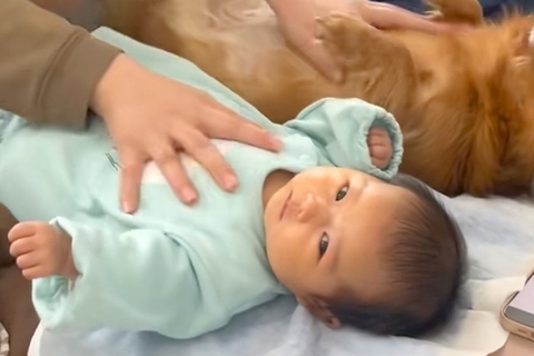 赤ちゃんと『ふれあい遊び』をする母親→なぜか横で『犬も参加』して…どっちが赤ちゃんかわからない光景が114万再生「ほっこり」「表情がｗ」