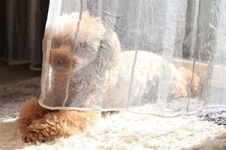 犬を『日向ぼっこ』させるメリットとは？体調を良好に保つための重要な役割まで