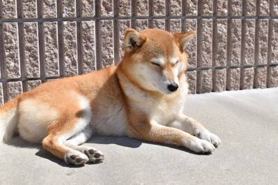 犬を『日向ぼっこ』させるメリットとは？体調を良好に保つための重要な役割まで