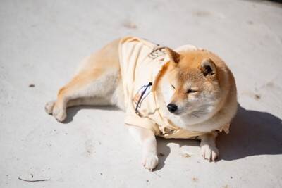 犬を『日向ぼっこ』させるメリットとは？体調を良好に保つための重要な役割まで