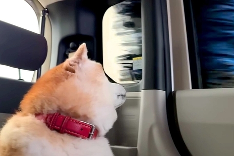 車に乗った犬が『お散歩だ』とウキウキしていたら、洗車機に入ってしまい…想定外の展開で見せた『表情』に反響「ドキドキｗ」「ヨシヨシしたい」