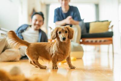 犬を飼い始めたばかりの人がやりがちな『タブー行為』4つ　初日に必ずやるべき準備とは？