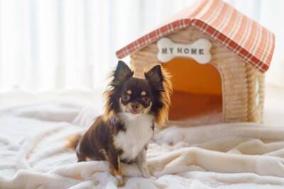 犬を飼い始めたばかりの人がやりがちな『タブー行為』4つ　初日に必ずやるべき準備とは？