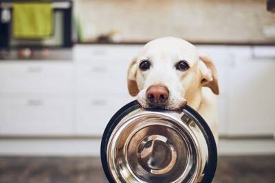 犬を飼い始めたばかりの人がやりがちな『タブー行為』4つ　初日に必ずやるべき準備とは？