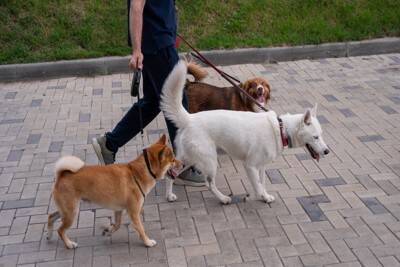犬の散歩の『適切な時間』とは？どれくらいの距離を歩かせたらいいの？