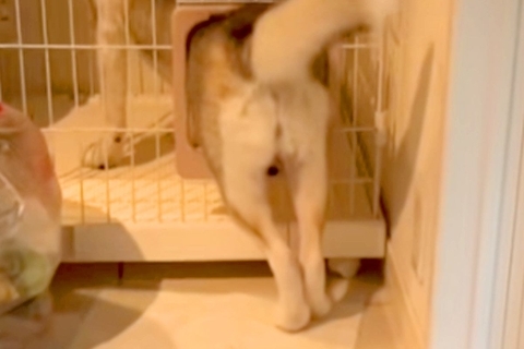 猫と一緒に育った大型犬が『猫のケージに憧れた』結果→信じられない『衝撃的な光景』が19万再生「液体化してて草」「通れるんだｗｗ」と反響
