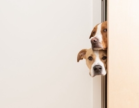犬が飼い主のことを『トイレ前で待つ』心理５選　毎回ついてくるときの注意点まで解説