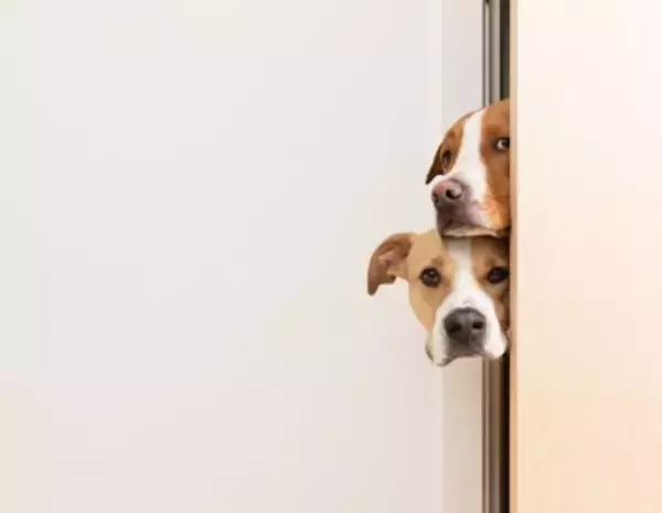 犬が飼い主のことを『トイレ前で待つ』心理５選　毎回ついてくるときの注意点まで解説