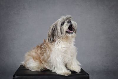 犬が飼い主のことを『トイレ前で待つ』心理５選　毎回ついてくるときの注意点まで解説