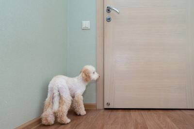 犬が飼い主のことを『トイレ前で待つ』心理５選　毎回ついてくるときの注意点まで解説