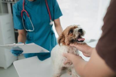 犬が食べると危険な『果物の種』5選　中毒症状を引き起こす可能性も…