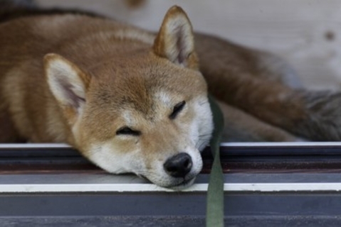 犬が誤飲してしまったときの『危険な症状』5つ　今すぐに病院へ行くべき状態とは？