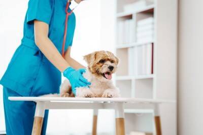 犬が誤飲してしまったときの『危険な症状』5つ　今すぐに病院へ行くべき状態とは？