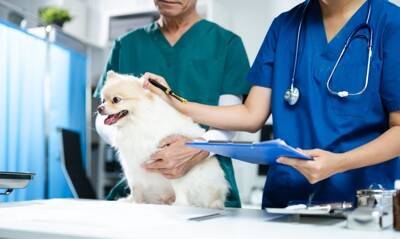 犬が誤飲してしまったときの『危険な症状』5つ　今すぐに病院へ行くべき状態とは？