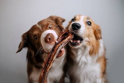 犬が誤飲してしまったときの『危険な症状』5つ　今すぐに病院へ行くべき状態とは？