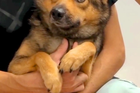 表情がない『ビビりの保護犬』を飼った結果→隅っこでうずくまっていて…1年後の『嘘のような現在の顔』に感動「なんて素敵な家族」「幸せそう」