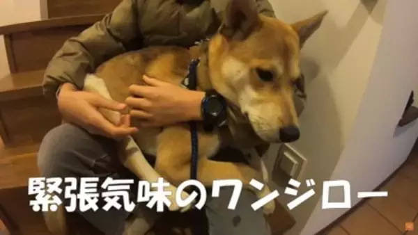 保護犬の手術後、撫でている手を止めたら…不安で見せた『切なすぎる姿』に涙が止まらないと21万再生「家族の愛情に泣いた」「永遠に撫でたい」