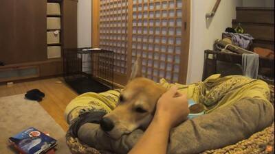 保護犬の手術後、撫でている手を止めたら…不安で見せた『切なすぎる姿』に涙が止まらないと21万再生「家族の愛情に泣いた」「永遠に撫でたい」