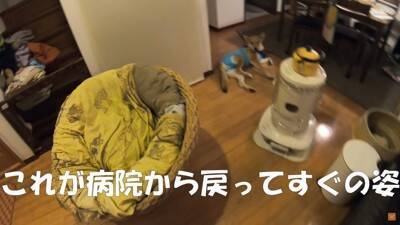 保護犬の手術後、撫でている手を止めたら…不安で見せた『切なすぎる姿』に涙が止まらないと21万再生「家族の愛情に泣いた」「永遠に撫でたい」