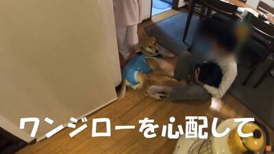 保護犬の手術後、撫でている手を止めたら…不安で見せた『切なすぎる姿』に涙が止まらないと21万再生「家族の愛情に泣いた」「永遠に撫でたい」
