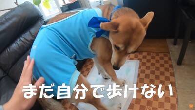 保護犬の手術後、撫でている手を止めたら…不安で見せた『切なすぎる姿』に涙が止まらないと21万再生「家族の愛情に泣いた」「永遠に撫でたい」