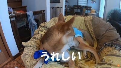 保護犬の手術後、撫でている手を止めたら…不安で見せた『切なすぎる姿』に涙が止まらないと21万再生「家族の愛情に泣いた」「永遠に撫でたい」