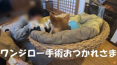保護犬の手術後、撫でている手を止めたら…不安で見せた『切なすぎる姿』に涙が止まらないと21万再生「家族の愛情に泣いた」「永遠に撫でたい」