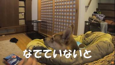 保護犬の手術後、撫でている手を止めたら…不安で見せた『切なすぎる姿』に涙が止まらないと21万再生「家族の愛情に泣いた」「永遠に撫でたい」