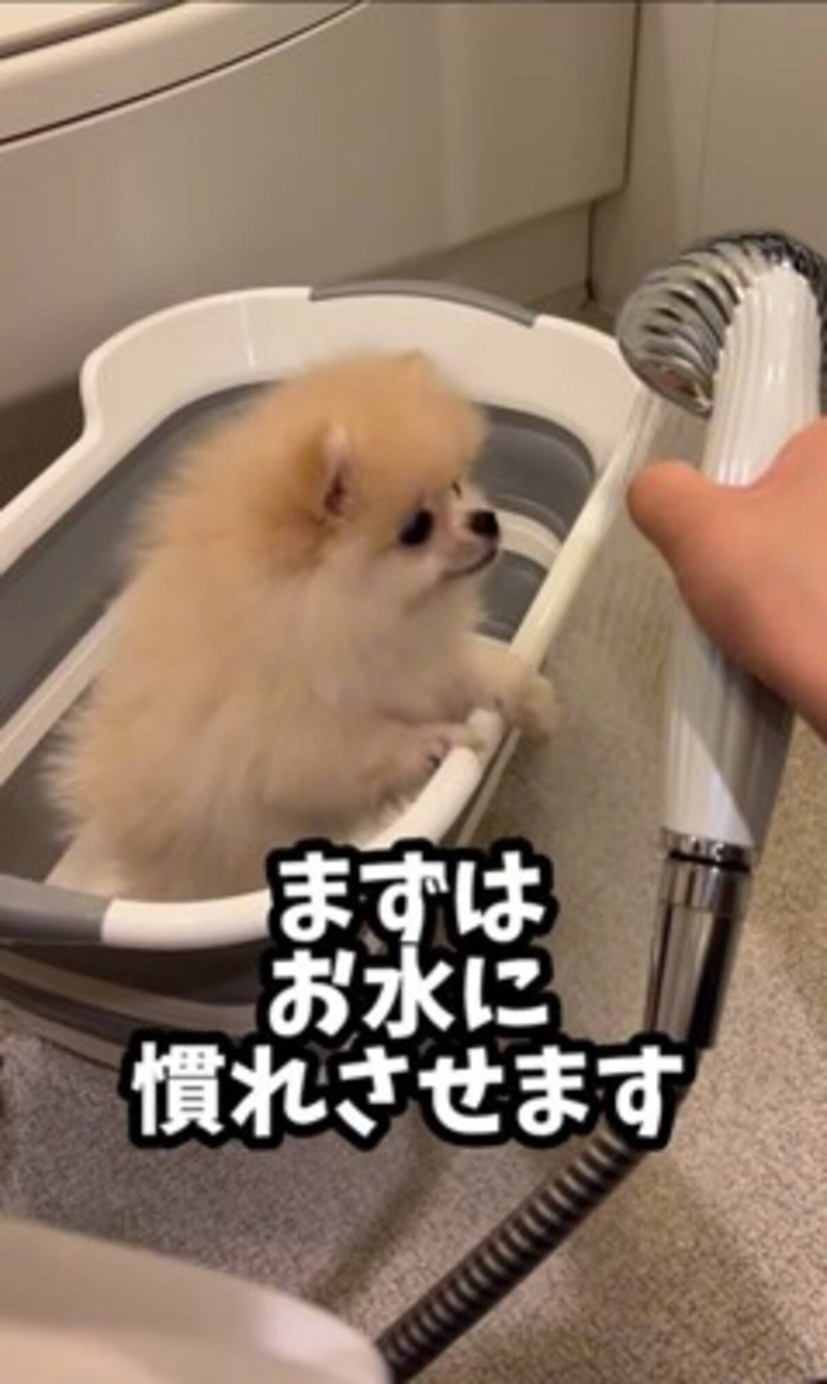 ふわふわポメの赤ちゃんを『初めてお風呂に入れた』結果…まさかの『別 