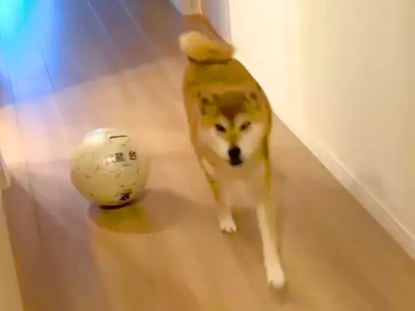 大好きなお姉ちゃんを出迎え、すぐに戻ってしまった犬→『なんか冷たいな』と思っていたら…判明した『まさかの理由』に爆笑「憎めないｗ」