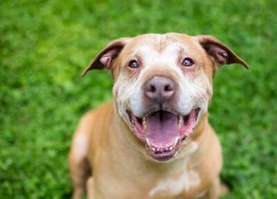 犬の『シニア期』何歳から？高齢になると見られるサインや健康管理のポイントまで